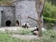 Panda0056.jpg
