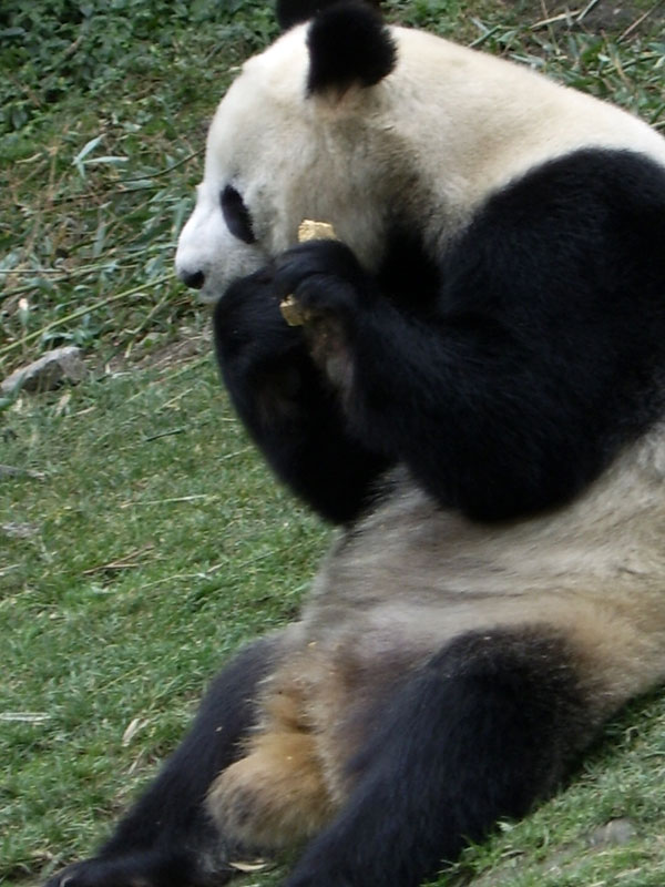   Panda