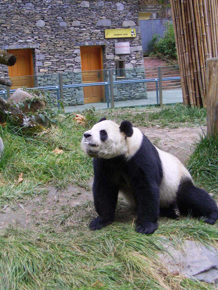   Panda