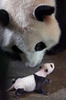  Panda